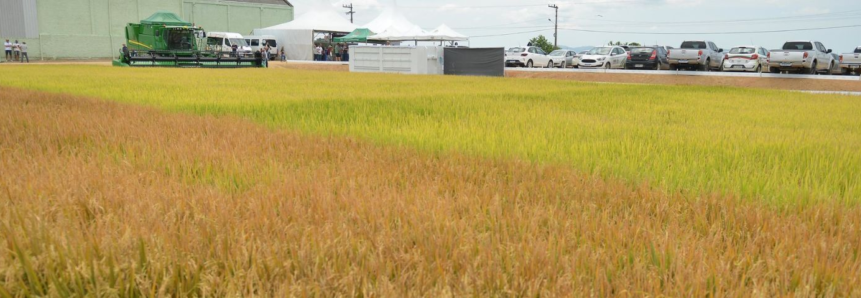 Faesc participa da abertura da colheita do arroz em Santa Catarina