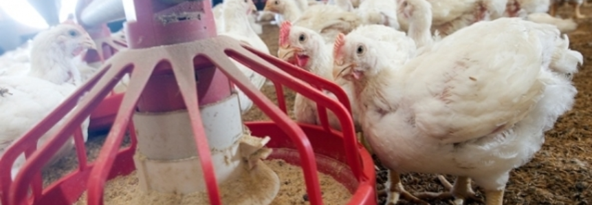 Preço do frango abatido retrocede ao início de 2015