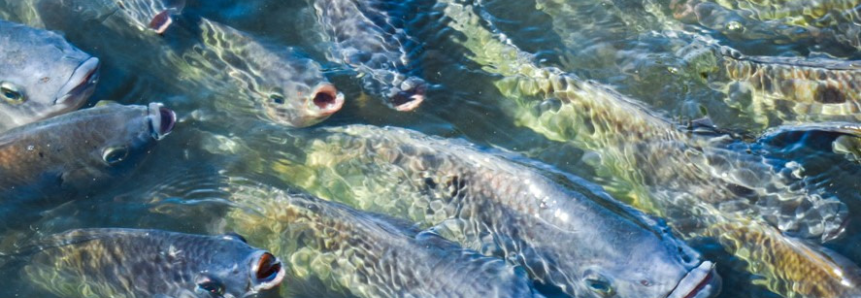 Comissão Técnica de Aquicultura da FAEP debate desafios da cadeia do peixe no Paraná