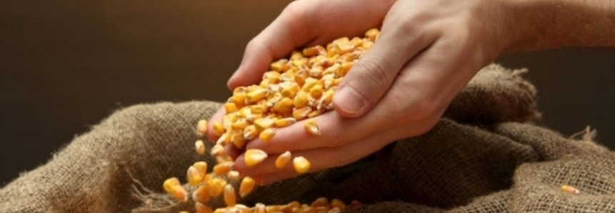 AgRural: colheita do milho chega a 25% no Centro-Sul