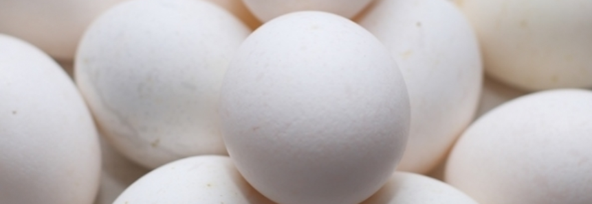 Ovos: Temperaturas reduzem oferta, mas preços seguem estáveis