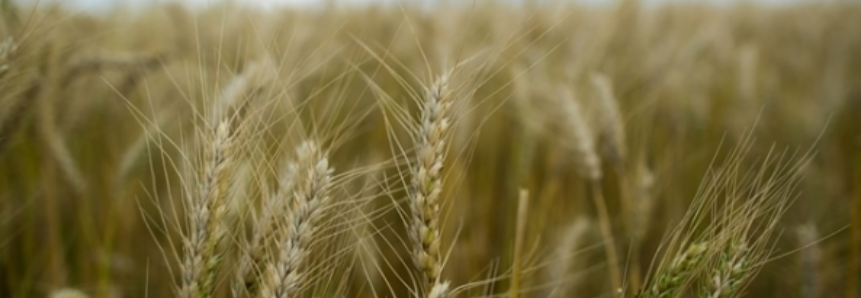 Plantio do trigo chega a 53% da área prevista para RS