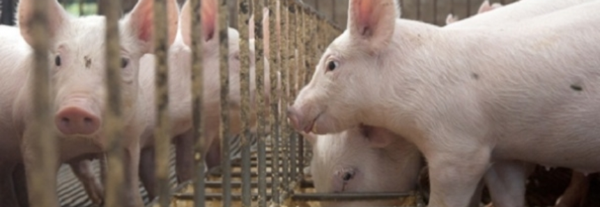 Brasil negocia com Peru início de comércio de carne suína