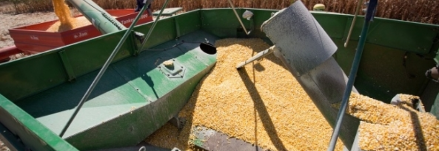 Aumento da demanda do milho eleva ganhos com a safrinha