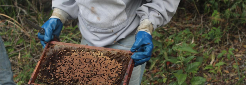 Senar Alagoas presta assistência técnica a apicultores de União dos Palmares
