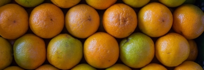 Com influência da chuva, safra da laranja tem alta no país