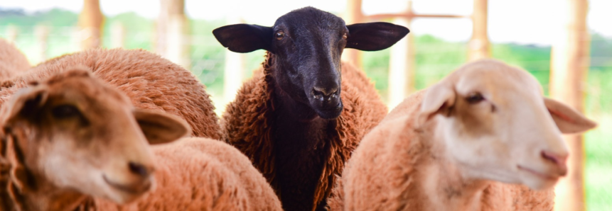 2020: no primeiro trimestre, abate de ovinos cresce 183% em MS comparado ao ano passado