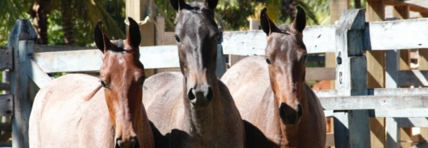 Criação e venda de cavalos movimenta R$ 13 milhões no Espírito Santo