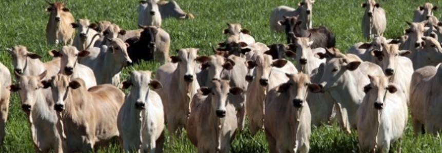 Brasil como principal fornecedor de carne bovina para o mundo nos próximos 10 anos