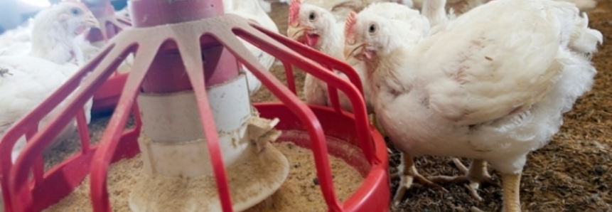 Carne de frango: somente cortes superam embarques de 2016