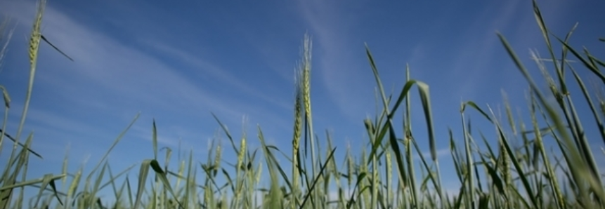Novo relatório do USDA vem positivo para trigo