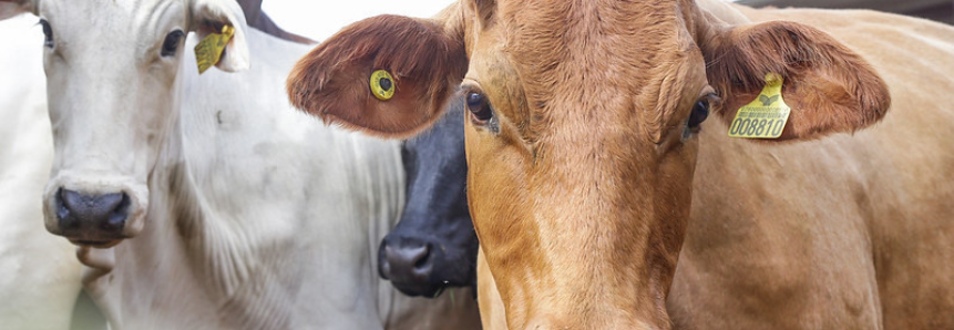 CNA reunirá representantes de Austrália e Nova Zelândia para discutir rastreabilidade bovina