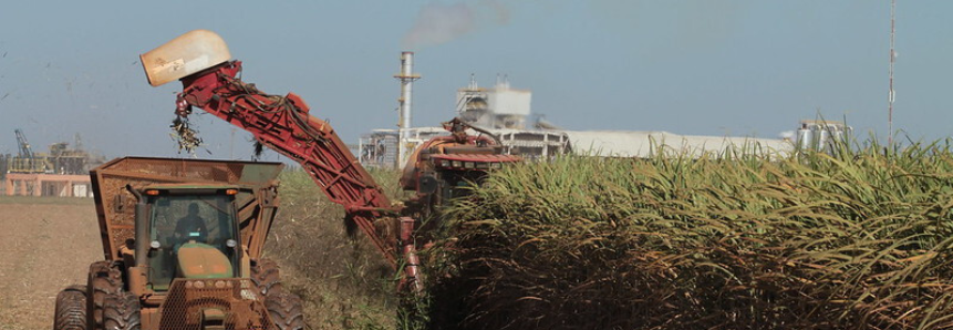Monitor do Seguro Rural avalia produtos para cana-de-açúcar