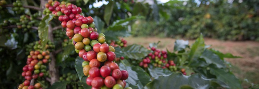 Campo Futuro levanta custos de produção de café e grãos em Minas Gerais