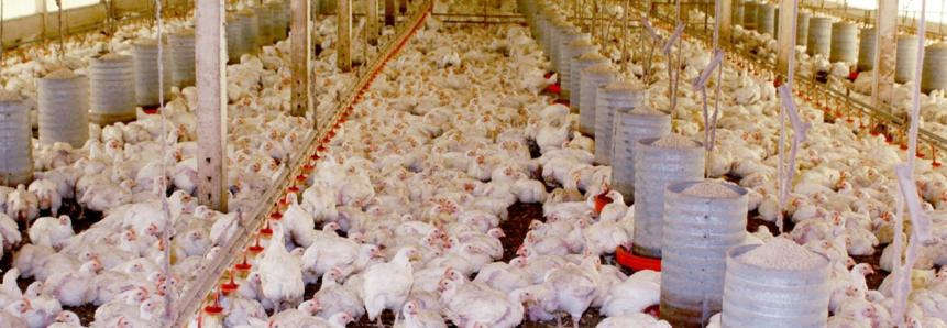 Mato Grosso do Sul fatura 125,3 milhões de dólares com exportação de frango em 2020
