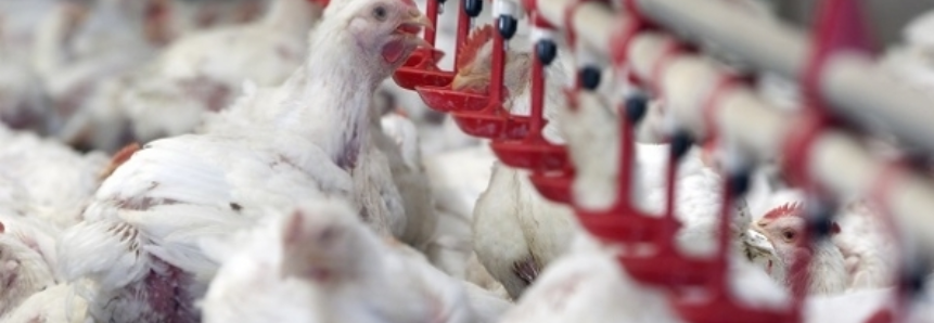 Veto da UE à carne de frango terá forte impacto se gerar efeito cascata