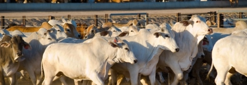 Exportação brasileira de bovinos vivos chega a 143,2 mil cabeças em 2018