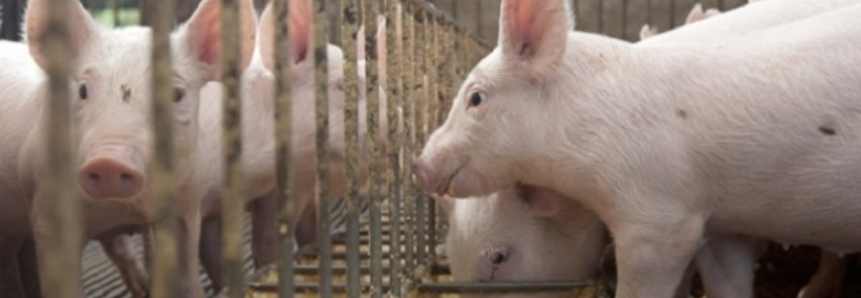 Brasil exporta carne suína para 70 países