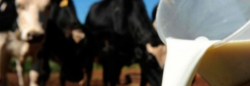 Propriedades que usam tecnologia produzem cinco vezes mais leite que a média