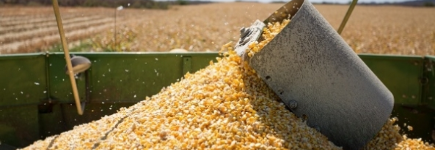 Tempo seco no Rio Grande do Sul favorece colheita do milho que atinge 30% da área cultivada