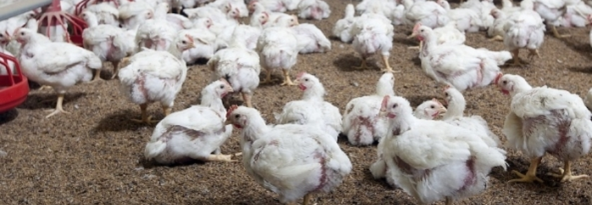 Estabilidade de preço da carne de frango persiste, diz FAO