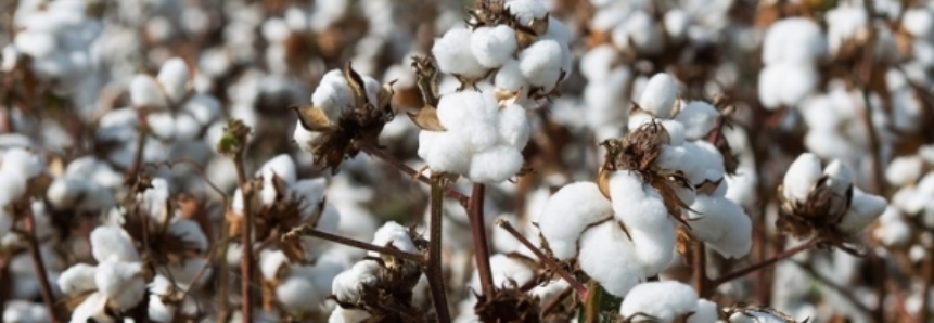 Exportações de algodão do Brasil deverão crescer 24% em 2017/18, diz adido dos EUA