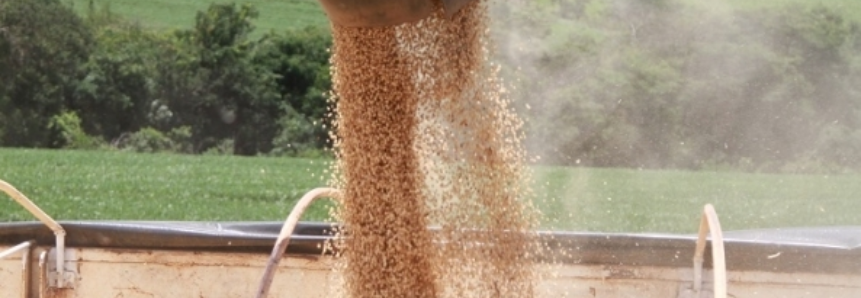 Dia de campo marca início da colheita de soja em Alagoas