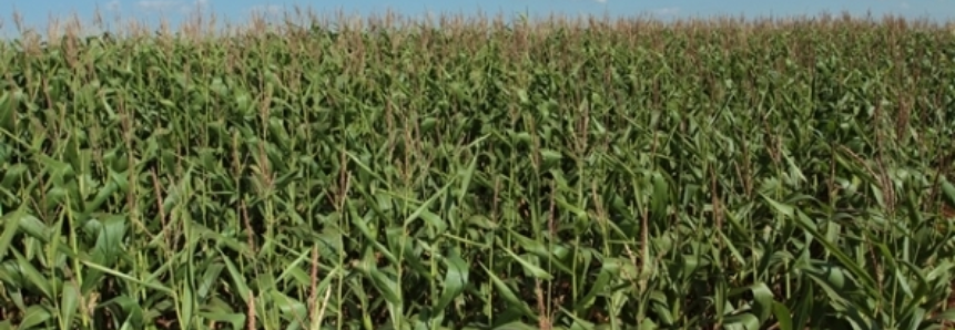 Colheita do milho avança em MS com estimativa de safra recorde