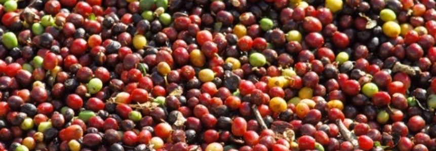 Em 2018, produção de café no Brasil deve chegar a 52 milhões de sacas, diz Mapa