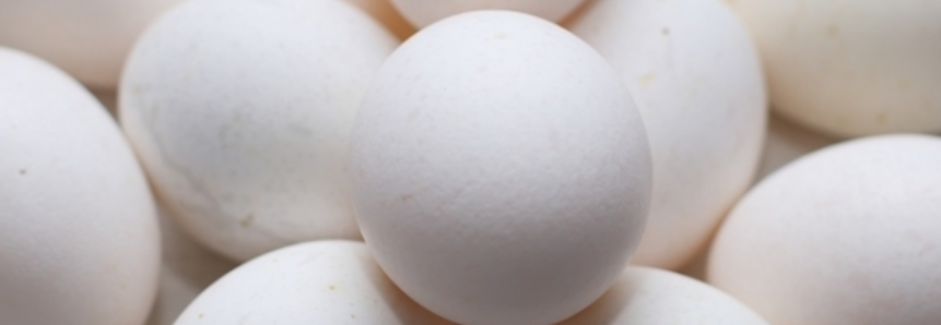 Mercado de ovos permanece calmo e sem alterações significativas