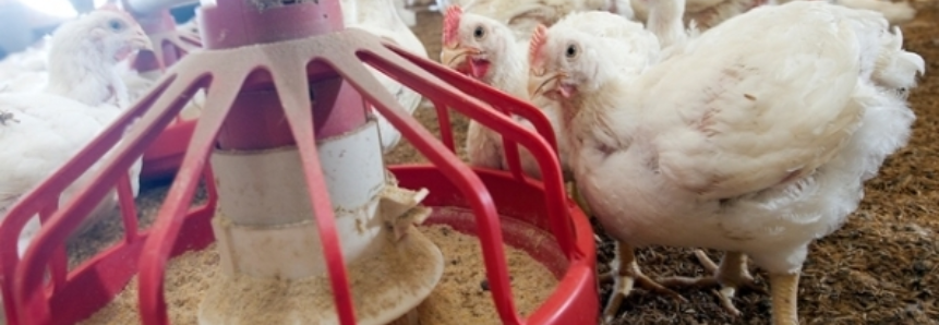 Carne de frango: produção um terço maior em 2027