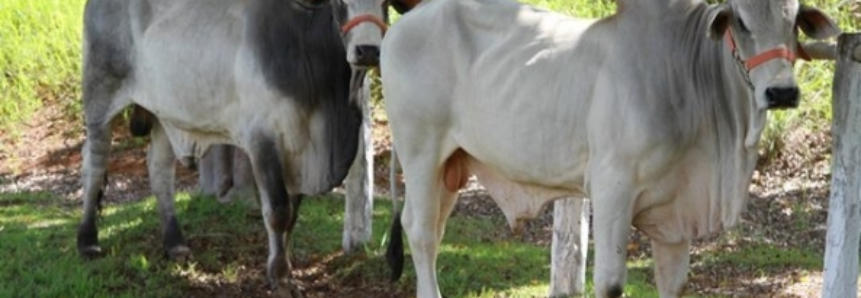 Confinamento de bovinos cresce no Rio Grande do Sul