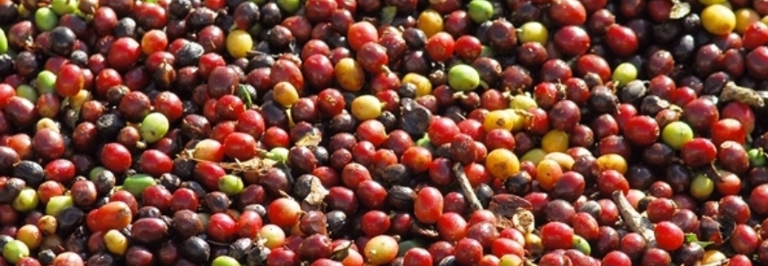 Colheita de café no Brasil avança e chega a 56% da produção, diz consultoria