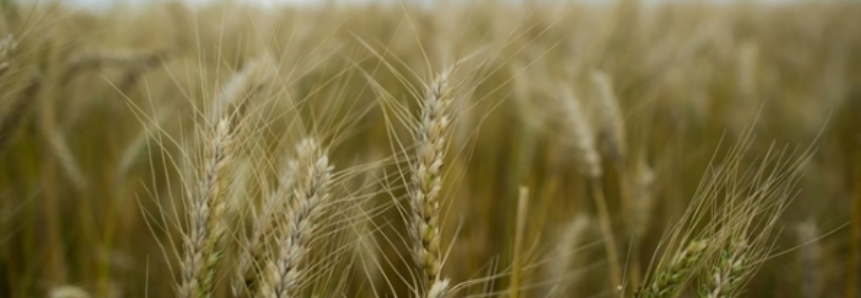 Clima seco e altas temperaturas atrasam plantio do trigo no Rio Grande do Sul