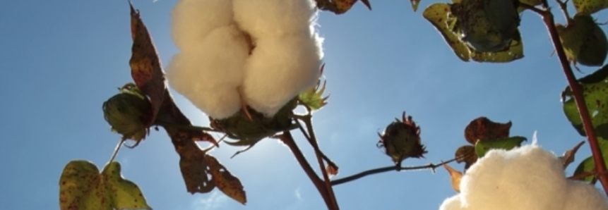 Safra 2017/18: USDA eleva projeções para a produção e estoques globais do algodão