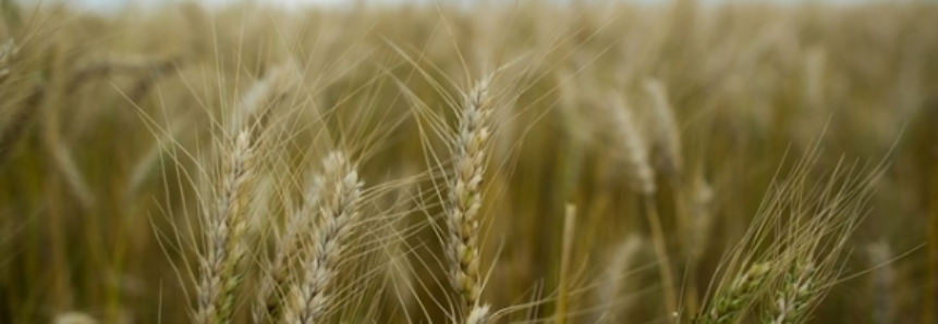 Cai qualidade das lavouras de trigo no Paraná