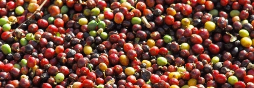 Colheita de café dos cooperados da Cooxupé chega a 45,5% do total