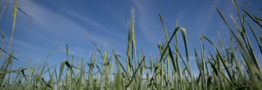 Levantamento mantém queda de 10% na área de trigo no Rio Grande do Sul