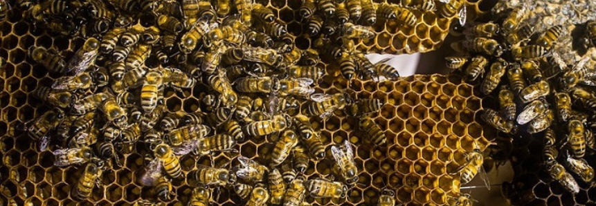 Preço pago pelo quilo do mel em MS tem alta de 36% em relação a 2020