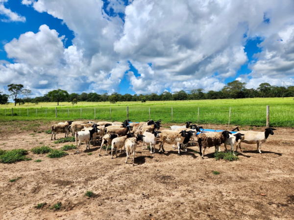 Foto Wenderson Araujo 210929 194757