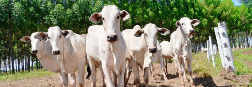 Programa do Senar/MS visa elevar indicadores ambientais e produtivos da bovinocultura de corte em Mato Grosso do Sul