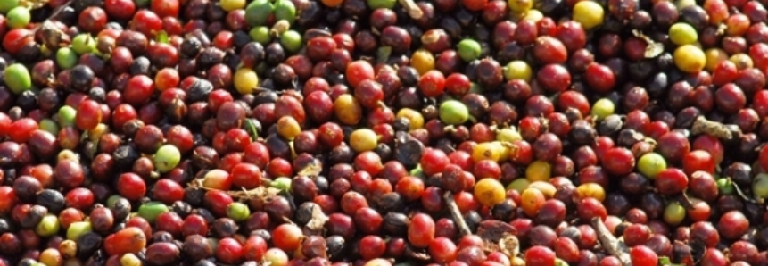 Café: Safras & Mercado estima colheita 2017/18 no Brasil em 73% até 25/07