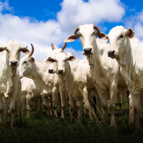 Premio Queijos Parana Mucarela