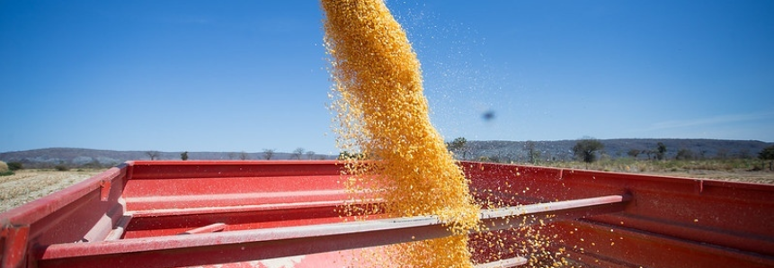 Safra de milho em Sergipe deve atingir mais de 760 mil toneladas