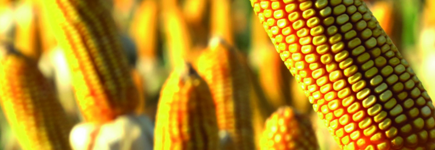 Brasil se torna o maior exportador de milho e escassez do produto em 2020 vai atrapalhar o agronegócio de SC