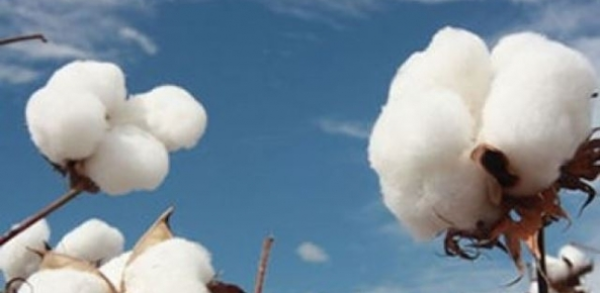 CNA IMAGEM PRINCIPAL21