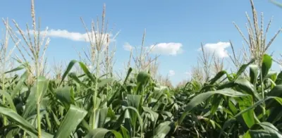 Igo1267 0 88069000 1515008836