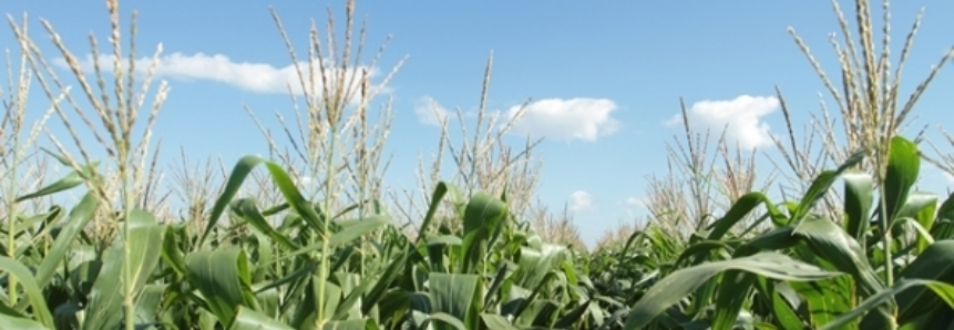Colheita da safrinha de milho chega a 80% em Caarapó (MS) e saca é cotada a R$ 14,00