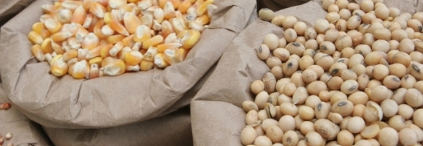 Preço pago ao produtor melhora para milho e soja em Sorriso