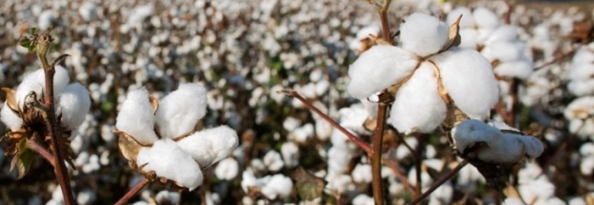 Plantio do algodão começa em algumas regiões do Mato Grosso